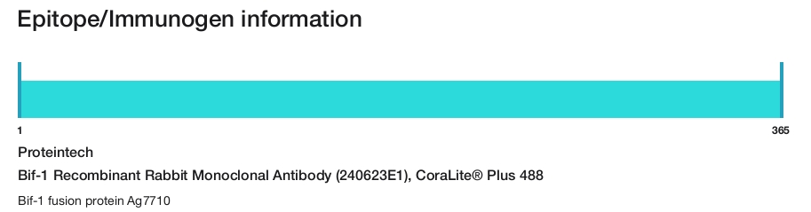Bif-1 Recombinant Rabbit Monoclonal Antibody (240623E1), CoraLite&reg; Plus 488