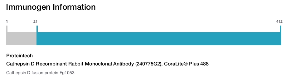 Cathepsin D Recombinant Rabbit Monoclonal Antibody (240775G2), CoraLite&reg; Plus 488