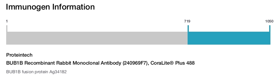 BUB1B Recombinant Rabbit Monoclonal Antibody (240969F7), CoraLite&reg; Plus 488