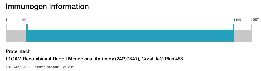 L1CAM Recombinant Rabbit Monoclonal Antibody (240978A7), CoraLite® Plus 488
