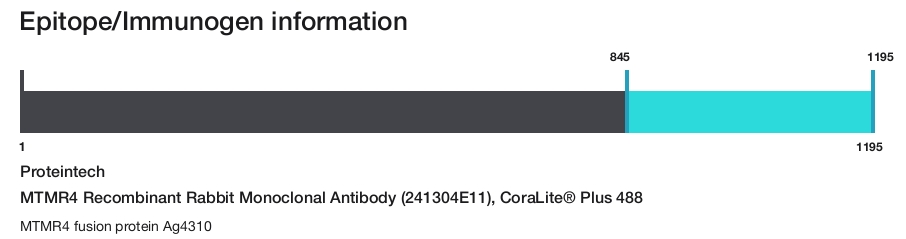 MTMR4 Recombinant Rabbit Monoclonal Antibody (241304E11), CoraLite&reg; Plus 488