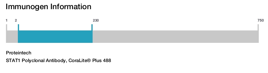 STAT1 Polyclonal Antibody, CoraLite&reg; Plus 488