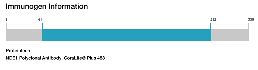 NDE1 Polyclonal Antibody, CoraLite&reg; Plus 488