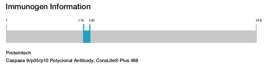 Caspase 9/p35/p10 Polyclonal Antibody, CoraLite&reg; Plus 488