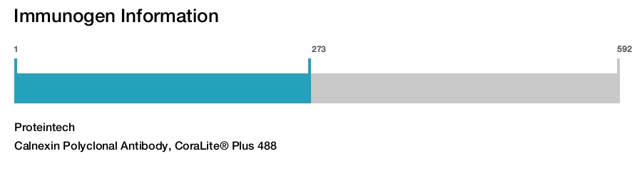 Calnexin Polyclonal Antibody, CoraLite&reg; Plus 488