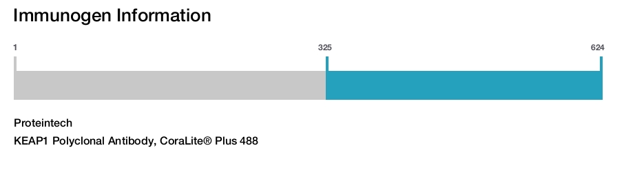 KEAP1 Polyclonal Antibody, CoraLite&reg; Plus 488