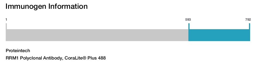 RRM1 Polyclonal Antibody, CoraLite&reg; Plus 488
