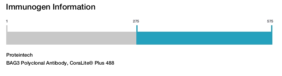 BAG3 Polyclonal Antibody, CoraLite&reg; Plus 488