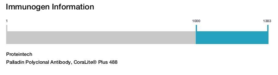 Palladin Polyclonal Antibody, CoraLite&reg; Plus 488
