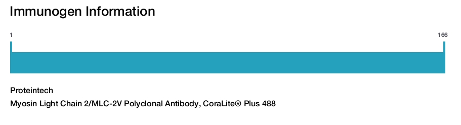 Myosin Light Chain 2/MLC-2V Polyclonal Antibody, CoraLite&reg; Plus 488