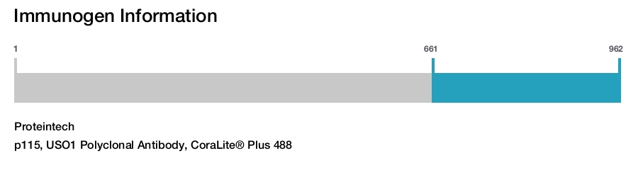 p115, USO1 Polyclonal Antibody, CoraLite&reg; Plus 488