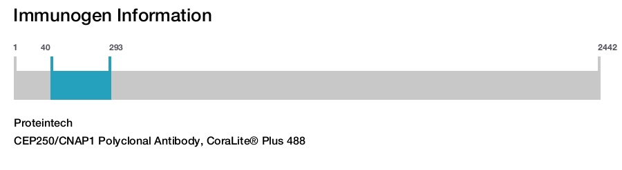 CEP250/CNAP1 Polyclonal Antibody, CoraLite&reg; Plus 488