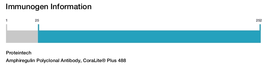 Amphiregulin Polyclonal Antibody, CoraLite&reg; Plus 488