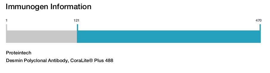 Desmin Polyclonal Antibody, CoraLite&reg; Plus 488