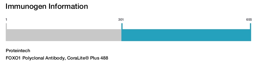 FOXO1 Polyclonal Antibody, CoraLite&reg; Plus 488