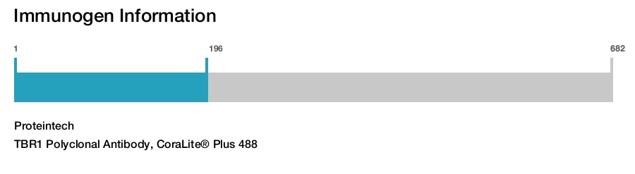 TBR1 Polyclonal Antibody, CoraLite&reg; Plus 488