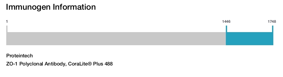 ZO-1 Polyclonal Antibody, CoraLite&reg; Plus 488