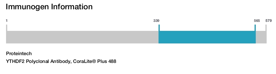YTHDF2 Polyclonal Antibody, CoraLite&reg; Plus 488