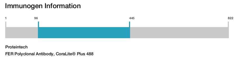 FER Polyclonal Antibody, CoraLite&reg; Plus 488