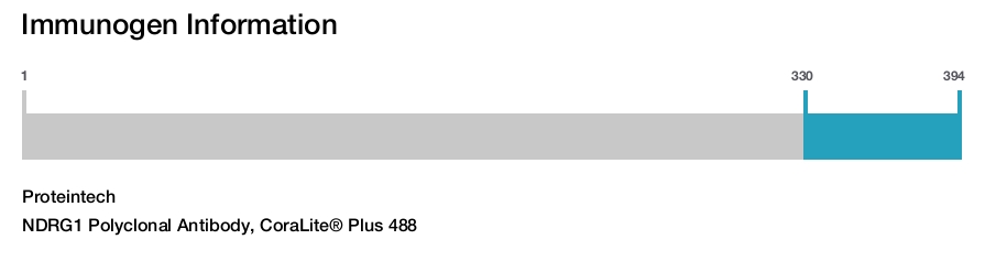 NDRG1 Polyclonal Antibody, CoraLite&reg; Plus 488
