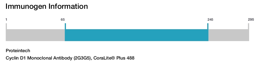 Cyclin D1 Monoclonal Antibody (2G3G5), CoraLite&reg; Plus 488