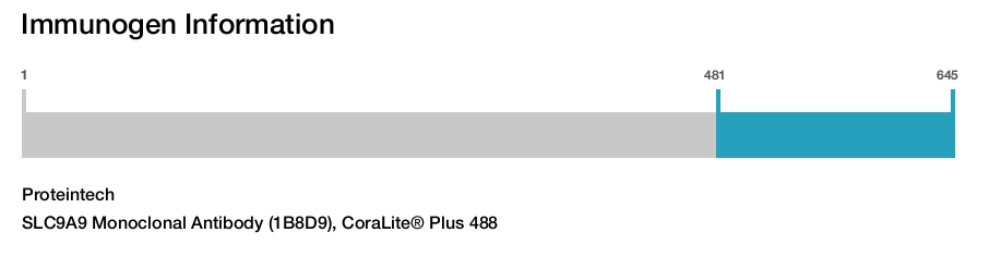 SLC9A9 Monoclonal Antibody (1B8D9), CoraLite&reg; Plus 488