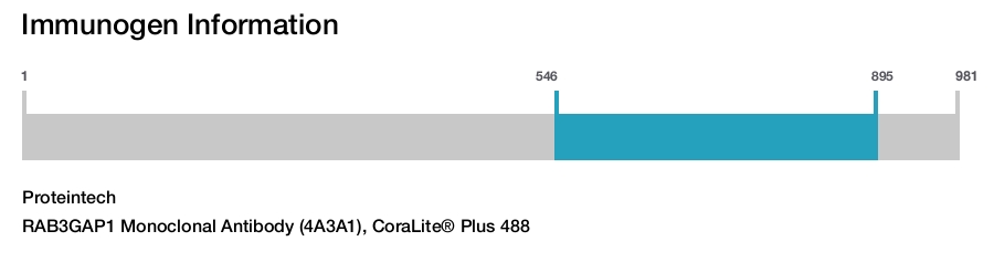 RAB3GAP1 Monoclonal Antibody (4A3A1), CoraLite&reg; Plus 488