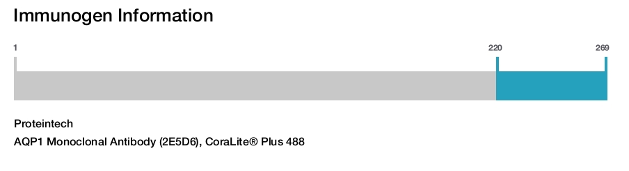 AQP1 Monoclonal Antibody (2E5D6), CoraLite&reg; Plus 488