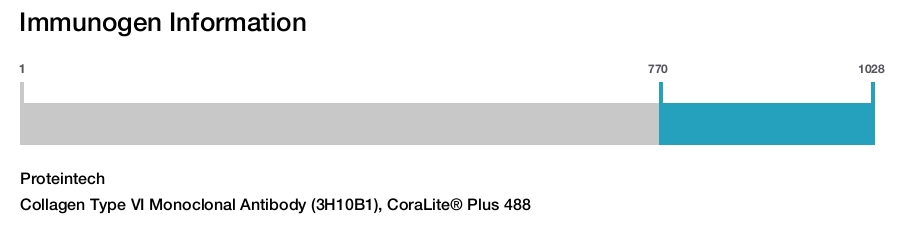 Collagen Type VI Monoclonal Antibody (3H10B1), CoraLite® Plus 488
