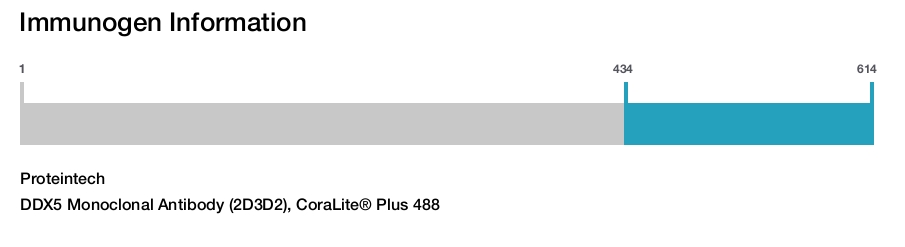 DDX5 Monoclonal Antibody (2D3D2), CoraLite&reg; Plus 488