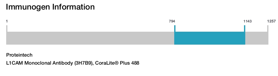 L1CAM Monoclonal Antibody (3H7B9), CoraLite&reg; Plus 488