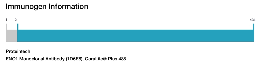 ENO1 Monoclonal Antibody (1D6E8), CoraLite&reg; Plus 488