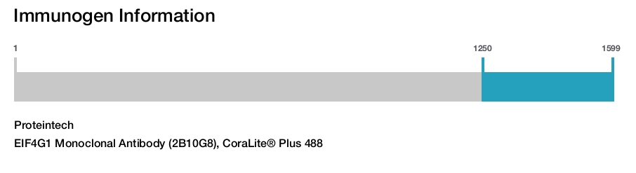 EIF4G1 Monoclonal Antibody (2B10G8), CoraLite&reg; Plus 488