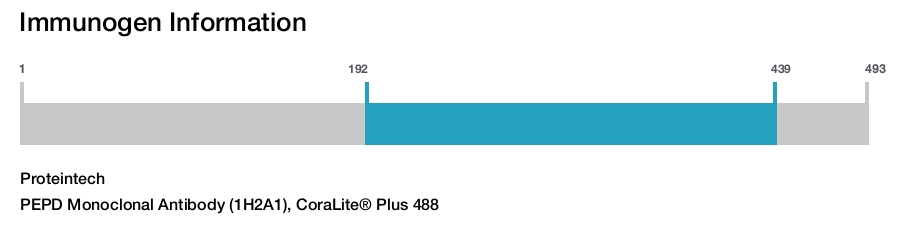PEPD Monoclonal Antibody (1H2A1), CoraLite&reg; Plus 488