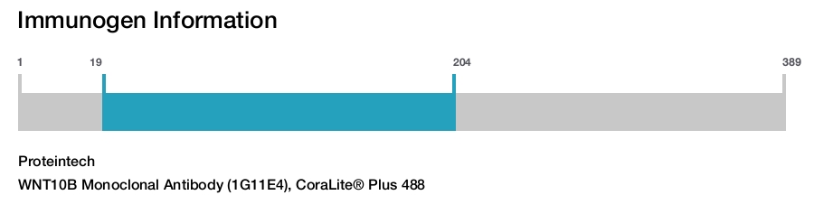 WNT10B Monoclonal Antibody (1G11E4), CoraLite&reg; Plus 488