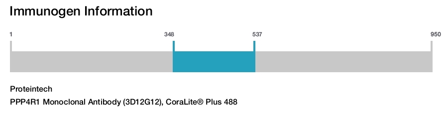 PPP4R1 Monoclonal Antibody (3D12G12), CoraLite&reg; Plus 488