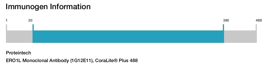 ERO1L Monoclonal Antibody (1G12E11), CoraLite® Plus 488