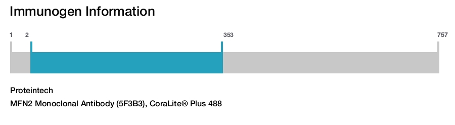 MFN2 Monoclonal Antibody (5F3B3), CoraLite&reg; Plus 488
