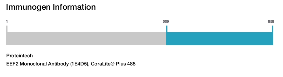 EEF2 Monoclonal Antibody (1E4D5), CoraLite&reg; Plus 488