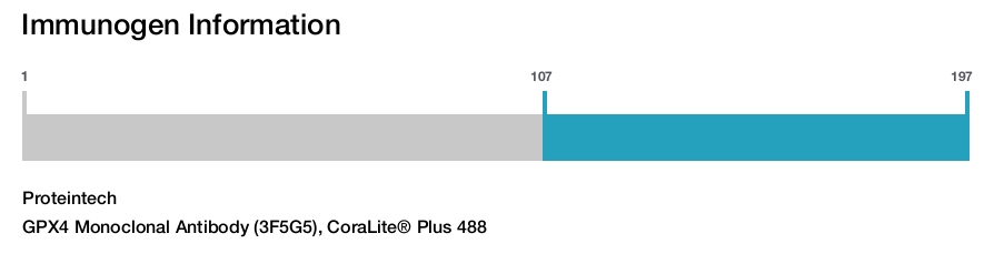 GPX4 Monoclonal Antibody (3F5G5), CoraLite&reg; Plus 488