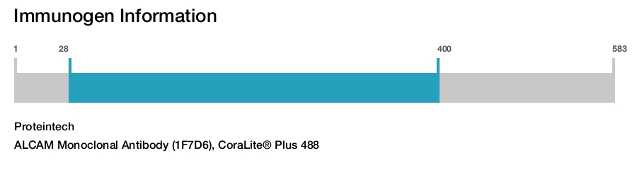 ALCAM Monoclonal Antibody (1F7D6), CoraLite&reg; Plus 488