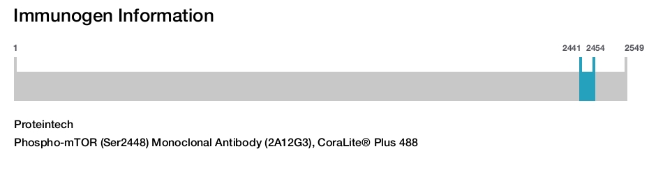 Phospho-mTOR (Ser2448) Monoclonal Antibody (2A12G3), CoraLite&reg; Plus 488