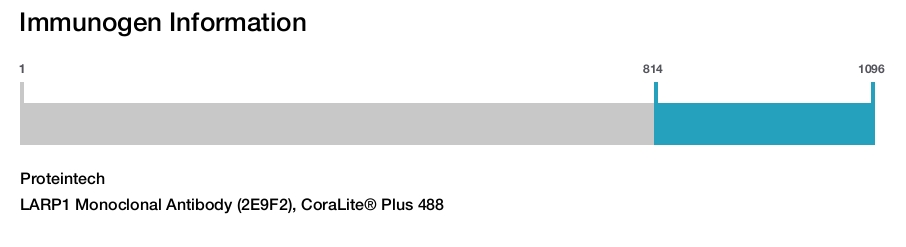 LARP1 Monoclonal Antibody (2E9F2), CoraLite&reg; Plus 488