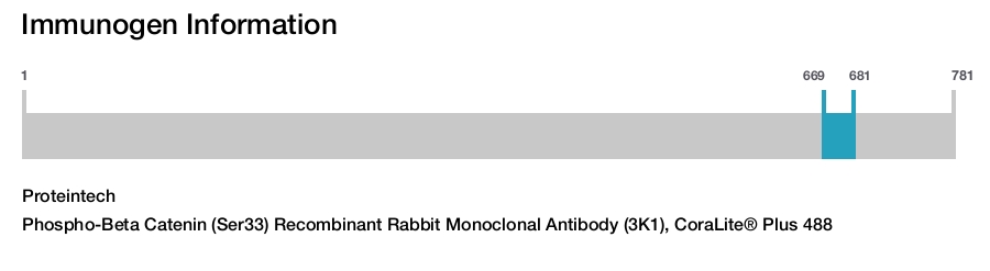 Phospho-Beta Catenin (Ser33) Recombinant Rabbit Monoclonal Antibody (3K1), CoraLite&reg; Plus 488