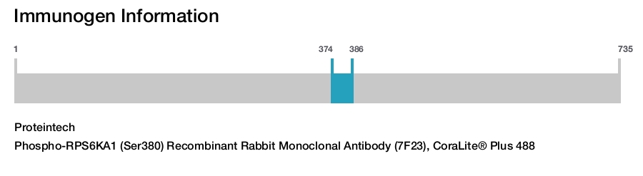 Phospho-RPS6KA1 (Ser380) Recombinant Rabbit Monoclonal Antibody (7F23), CoraLite&reg; Plus 488