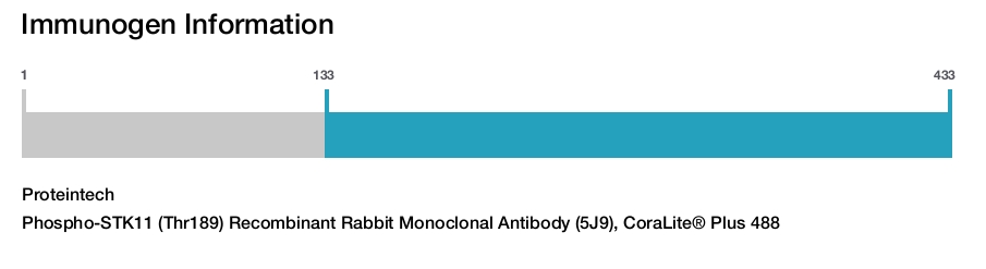 Phospho-STK11 (Thr189) Recombinant Rabbit Monoclonal Antibody (5J9), CoraLite&reg; Plus 488