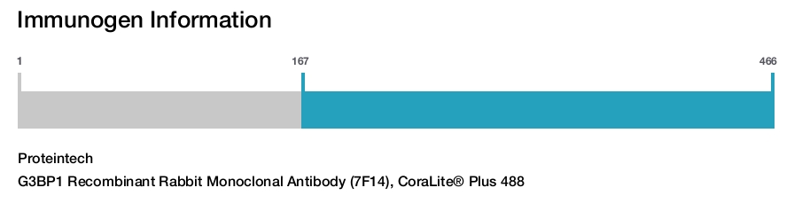 G3BP1 Recombinant Rabbit Monoclonal Antibody (7F14), CoraLite® Plus 488