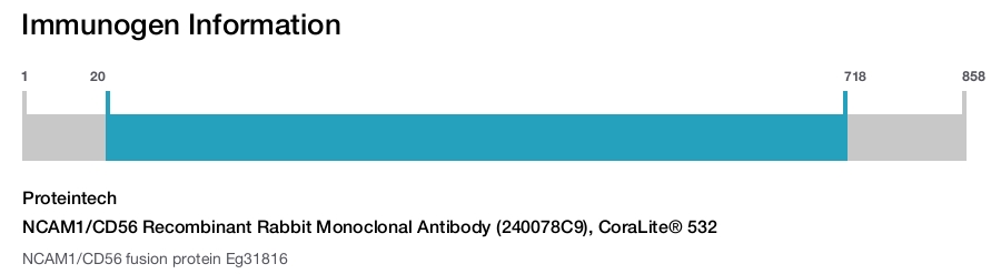 NCAM1/CD56 Recombinant Rabbit Monoclonal Antibody (240078C9), CoraLite&reg; 532