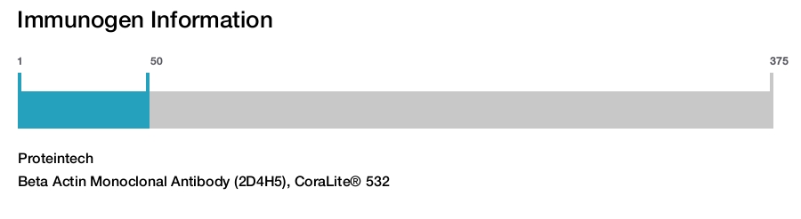 Beta Actin Monoclonal Antibody (2D4H5), CoraLite&reg; 532