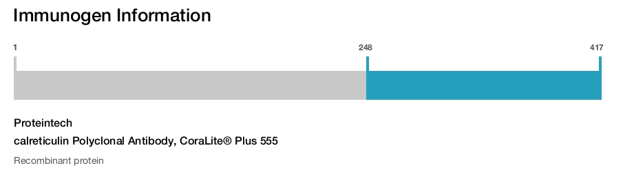 calreticulin Polyclonal Antibody, CoraLite&reg; Plus 555